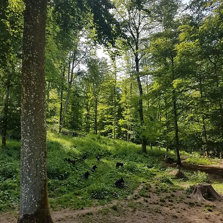 Apartamento Eifelraum-relaxwohnung *